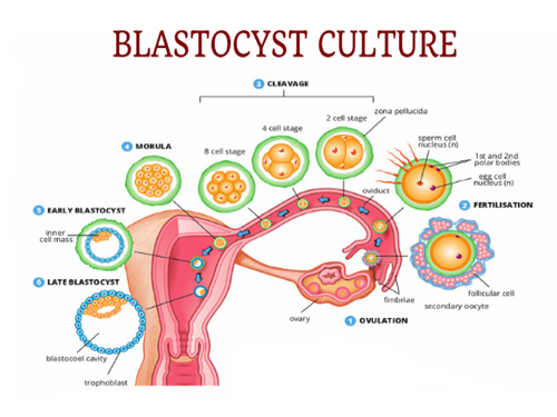 Blastocyst Culture